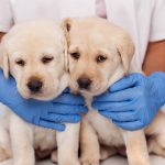 Cyberattack on UK’s CVS Group disrupts veterinary operations