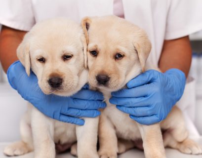 Cyberattack on UK’s CVS Group disrupts veterinary operations