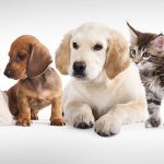 UK vet network CVS hit by cyber attack