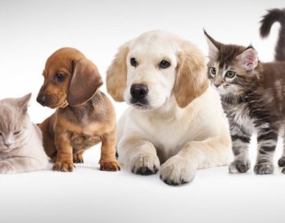 UK vet network CVS hit by cyber attack