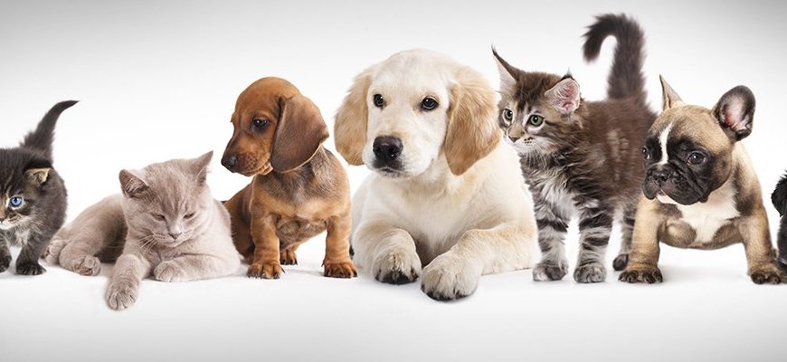 UK vet network CVS hit by cyber attack