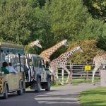 Fota Wildlife Park hit by cyberattack; Customers urged to cancel credit cards