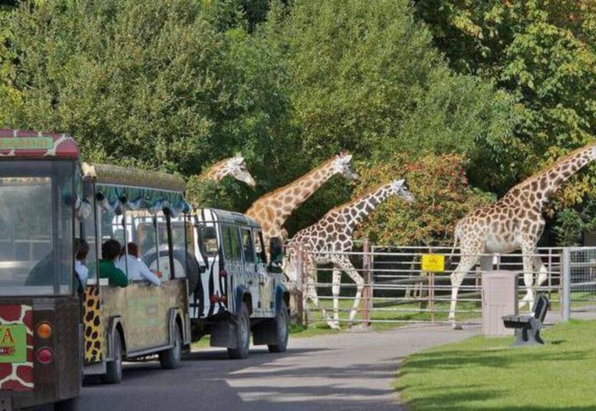 Fota Wildlife Park hit by cyberattack; Customers urged to cancel credit cards