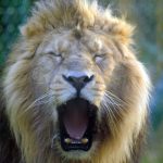 Fota Wildlife Park cyberattack: Criminals tried to empty customer’s bank account
