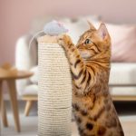 Cybercrooks are targeting Bengal cat lovers in Australia for some reason