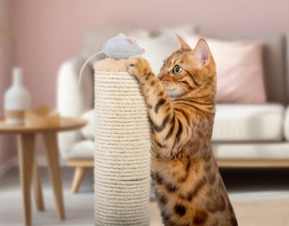 Cybercrooks are targeting Bengal cat lovers in Australia for some reason