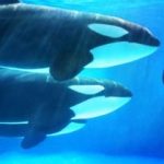 Hyperliquid whale denies cybercrime claims, ZachXBT to release evidence