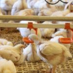 Pub left without ‘parmas’ as cyber attack targets chicken processor