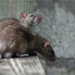 Double whammy: Steaelite RAT bundles data theft, ransomware in one evil tool
