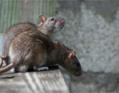 Double whammy: Steaelite RAT bundles data theft, ransomware in one evil tool