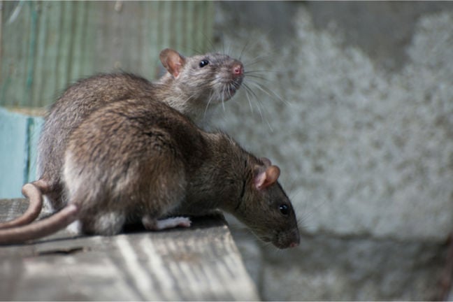 Double whammy: Steaelite RAT bundles data theft, ransomware in one evil tool