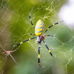 Scot becomes second Scattered Spider-linked crook to plead guilty in US