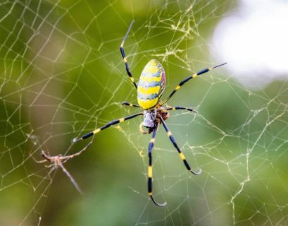 Scot becomes second Scattered Spider-linked crook to plead guilty in US