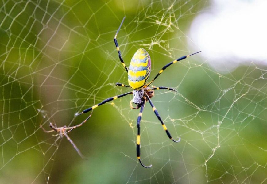 Scot becomes second Scattered Spider-linked crook to plead guilty in US